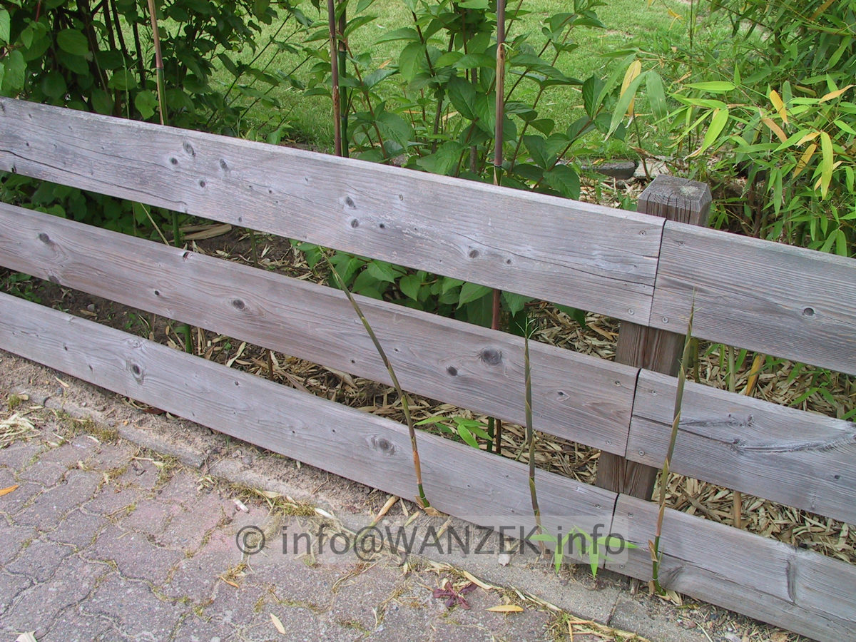 Bambus Rhizome 02.JPG